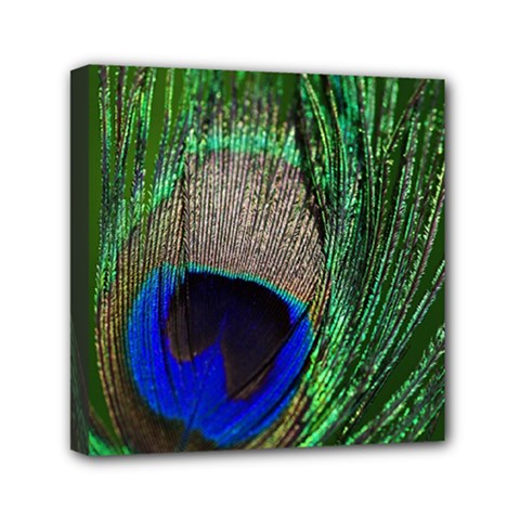 Peacock Mini Canvas 6  X 6  (framed) by Siebenhuehner