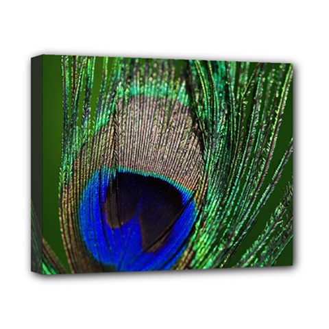 Peacock Canvas 10  X 8  (framed)