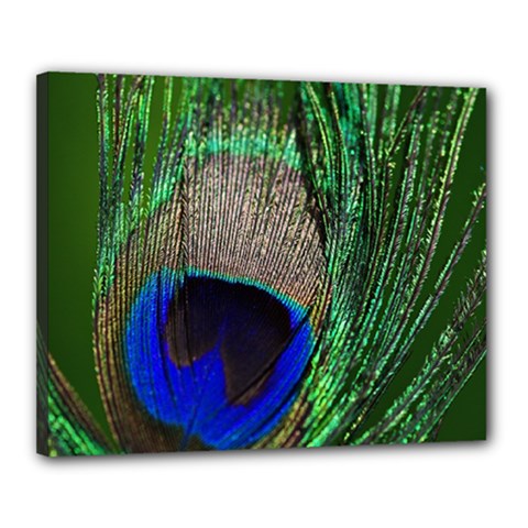 Peacock Canvas 20  X 16  (framed)