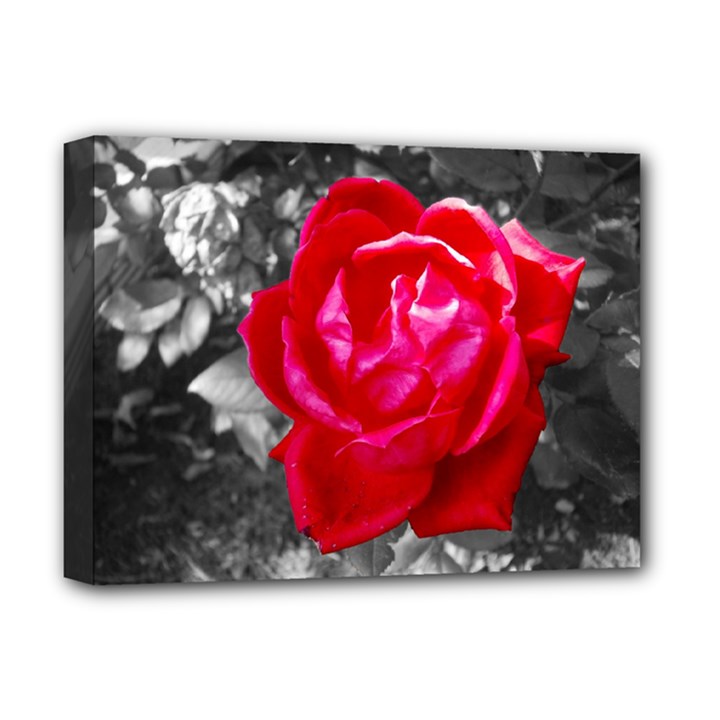 Red Rose Deluxe Canvas 16  x 12  (Framed) 