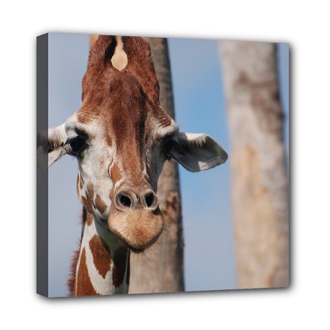 Cute Giraffe Mini Canvas 8  X 8  (framed) by AnimalLover