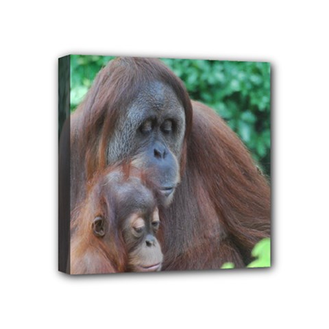 Orangutan Family Mini Canvas 4  X 4  (framed) by AnimalLover