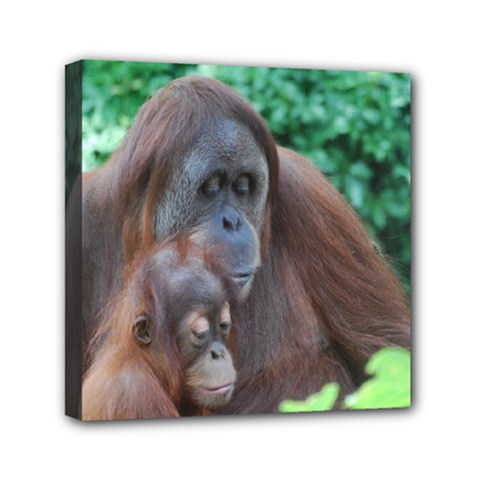 Orangutan Family Mini Canvas 6  X 6  (framed) by AnimalLover