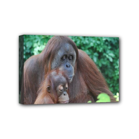 Orangutan Family Mini Canvas 6  X 4  (framed)