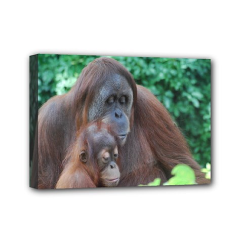 Orangutan Family Mini Canvas 7  X 5  (framed) by AnimalLover