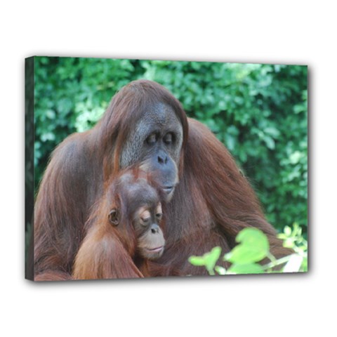 Orangutan Family Canvas 16  X 12  (framed)