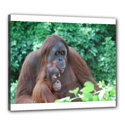 Orangutan Family Canvas 24  X 20  (framed) by AnimalLover