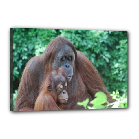 Orangutan Family Canvas 18  X 12  (framed) by AnimalLover