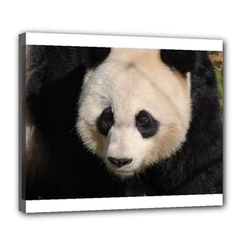 Adorable Panda Deluxe Canvas 24  X 20  (framed) by AnimalLover