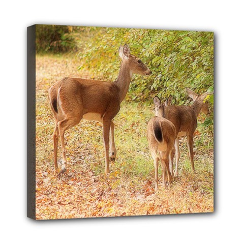 Deer In Nature Mini Canvas 8  X 8  (framed)