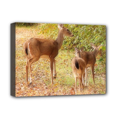 Deer In Nature Deluxe Canvas 16  X 12  (framed)  by uniquedesignsbycassie