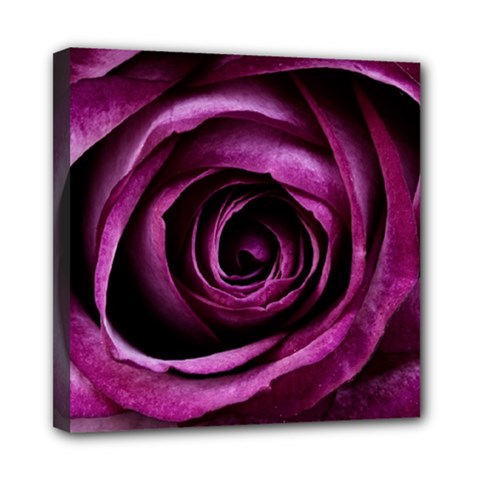 Deep Purple Rose Mini Canvas 8  X 8  (framed)