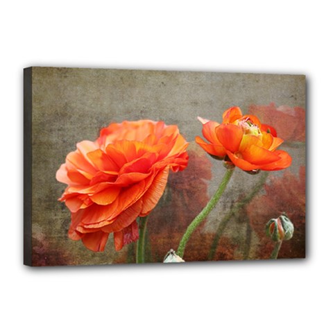 Orange Rose From Bud To Bloom Canvas 18  X 12  (framed) by NaturesSol