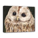 Tawny Owl Deluxe Canvas 20  x 16  (Framed) View1