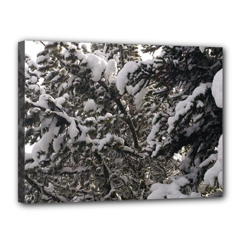 Snowy Trees Canvas 16  X 12  (framed) by DmitrysTravels