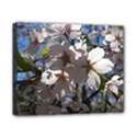 Cherry Blossoms Canvas 10  x 8  (Framed) View1