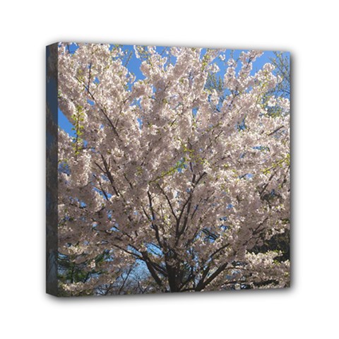 Cherry Blossoms Tree Mini Canvas 6  X 6  (framed) by DmitrysTravels