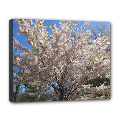 Cherry Blossoms Tree Canvas 14  X 11  (framed) by DmitrysTravels