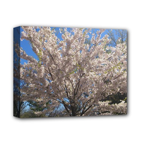 Cherry Blossoms Tree Deluxe Canvas 14  X 11  (framed) by DmitrysTravels