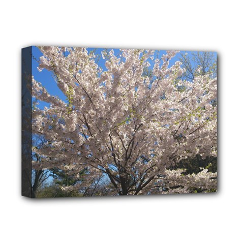 Cherry Blossoms Tree Deluxe Canvas 16  X 12  (framed)  by DmitrysTravels