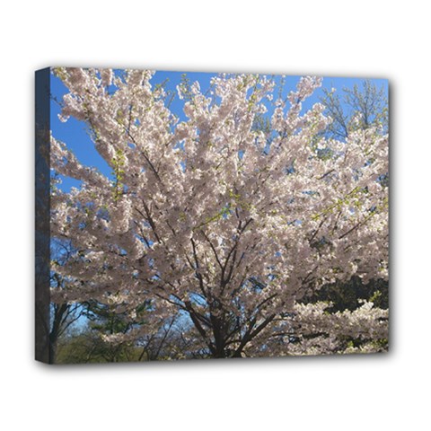 Cherry Blossoms Tree Deluxe Canvas 20  X 16  (framed) by DmitrysTravels