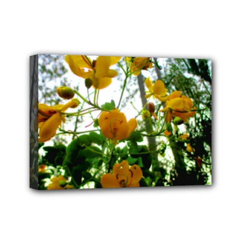 Yellow Flowers Mini Canvas 7  X 5  (framed)