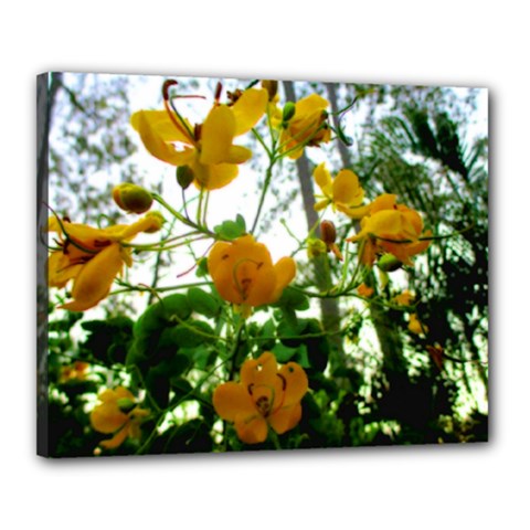 Yellow Flowers Canvas 20  X 16  (framed)