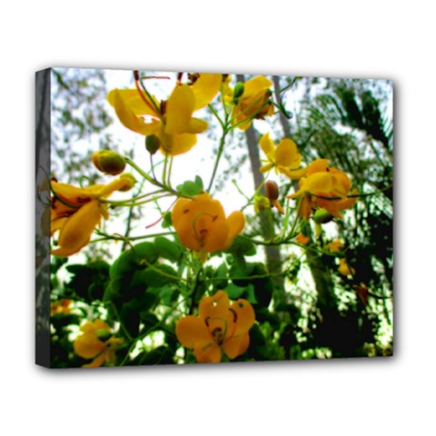 Yellow Flowers Deluxe Canvas 20  X 16  (framed)