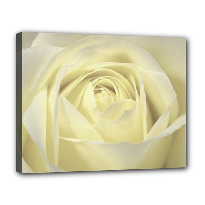  Cream Rose Canvas 14  x 11  (Framed)