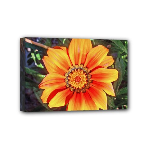 Flower In A Parking Lot Mini Canvas 6  X 4  (framed)