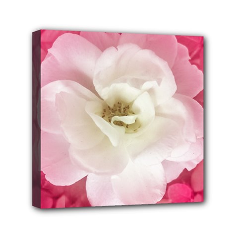 White Rose With Pink Leaves Around  Mini Canvas 6  X 6  (framed) by dflcprints