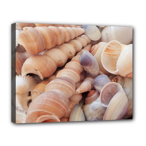 Sea Shells Canvas 14  X 11  (framed)