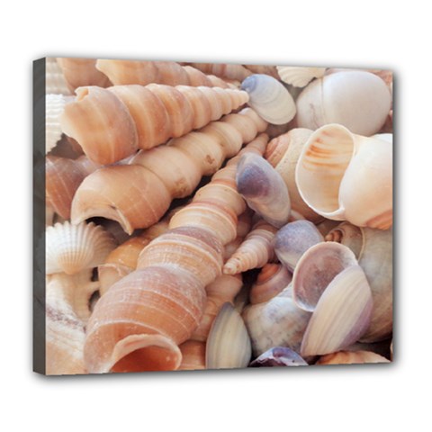 Sea Shells Deluxe Canvas 24  X 20  (framed) by yoursparklingshop