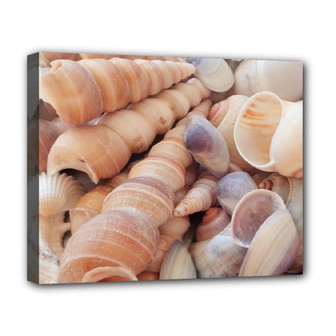 Sea Shells Deluxe Canvas 20  X 16  (framed) by yoursparklingshop