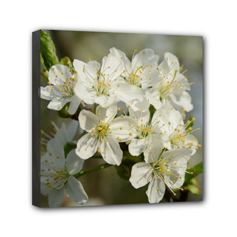 Spring Flowers Mini Canvas 6  X 6  (framed) by anstey