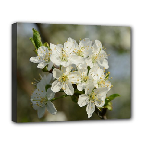 Spring Flowers Deluxe Canvas 20  X 16  (framed) by anstey