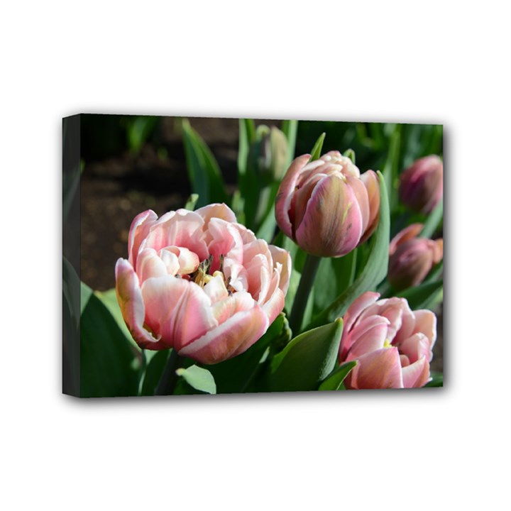 Tulips Mini Canvas 7  x 5  (Framed)