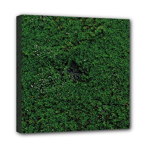 Green Moss Mini Canvas 8  X 8 