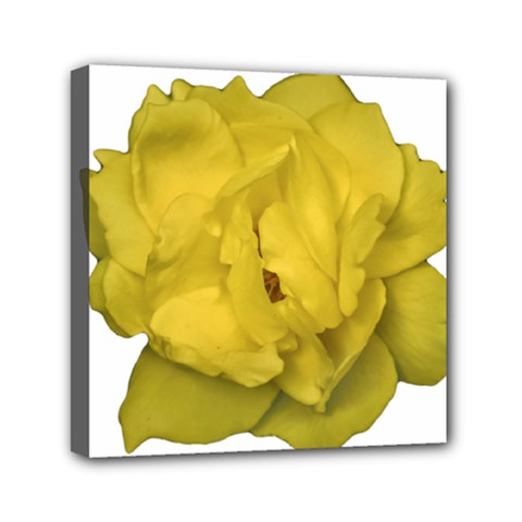 Isolated Yellow Rose Photo Mini Canvas 6  X 6  by dflcprints