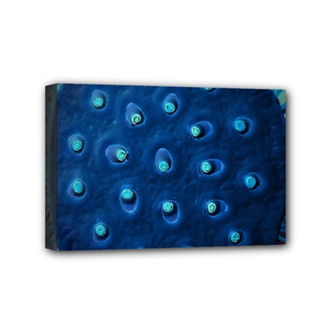 Blue Plant Mini Canvas 6  X 4  by InsanityExpressedSuperStore