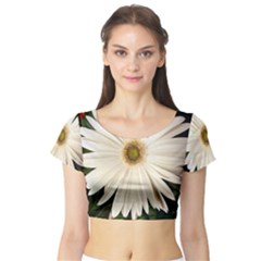 Short Sleeve Crop Top (tight Fit) by infloence