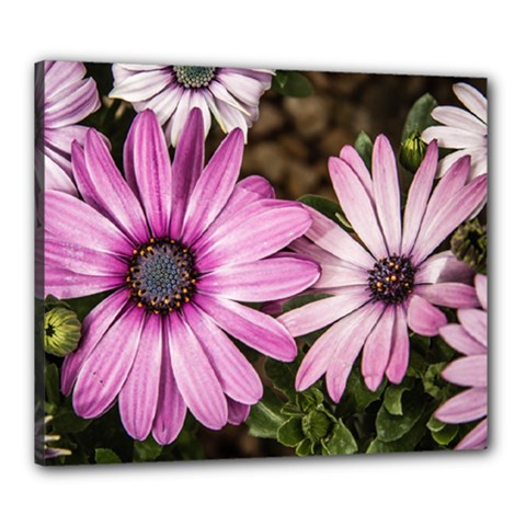 Beautiful Colourful African Daisies  Canvas 24  X 20  by OZMedia