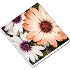 Beautiful Colourful African Daisies Small Memo Pads