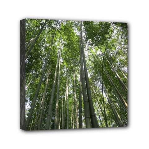 Bamboo Grove 1 Mini Canvas 6  X 6  by trendistuff