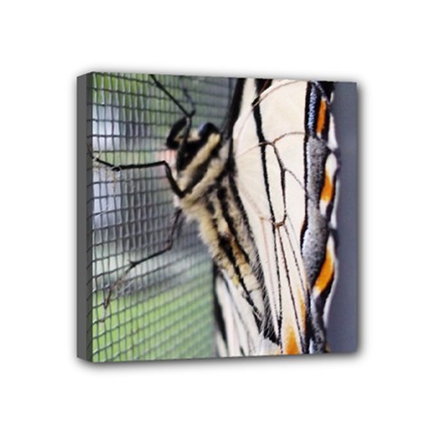 Butterfly 1 Mini Canvas 4  x 4 
