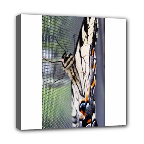 Butterfly 1 Mini Canvas 8  x 8 