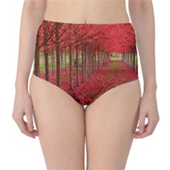 Avenue Of Trees High-waist Bikini Bottoms by trendistuff