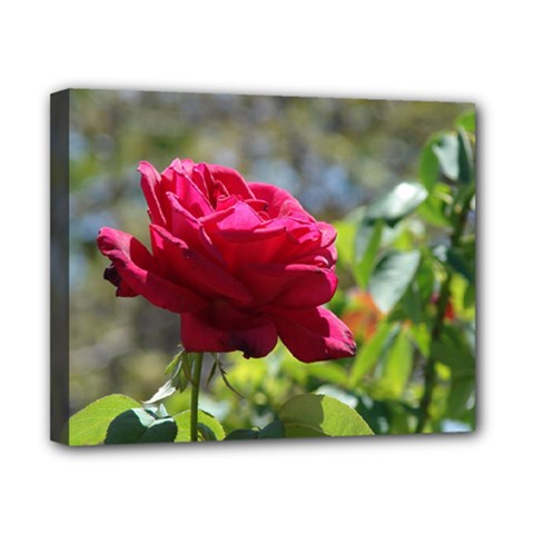 Red Rose 1 Canvas 10  X 8  by trendistuff