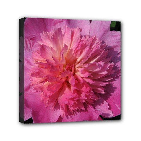 Paeonia Coral Mini Canvas 6  X 6 