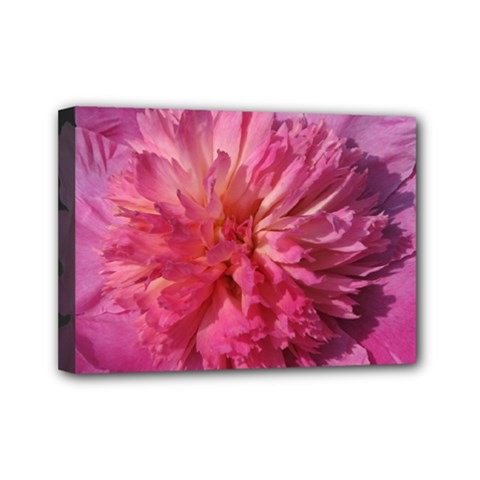 Paeonia Coral Mini Canvas 7  X 5  by trendistuff